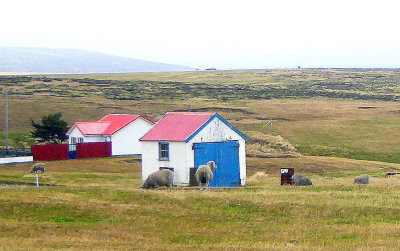 Sheep at Johnson's Harbor Farm, East Falkland