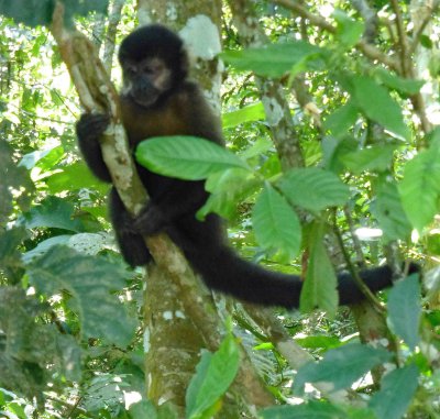 Monkey on Upper Trail, Iguazu Falls, Argentina
