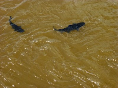 Fish in Iguazu River, Argentina