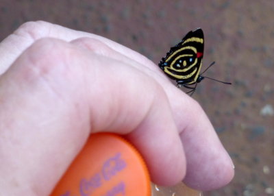  Butterfly landed on Bills Hand and refused to leave