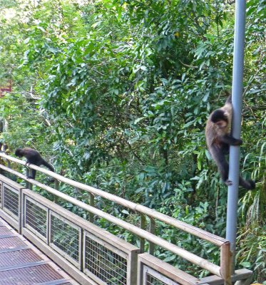 Monkeys on Catwalk to Lower Trail, Iguazu Falls