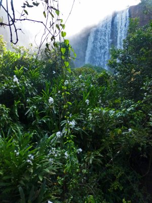 Flowers on Lower Trail, Iguazu Falls