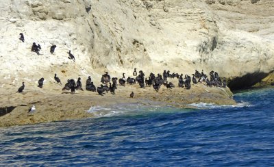 Numerous varieties of Cormorants live in Punta Loma Nature Reserve, Argentina