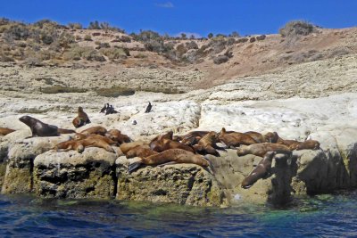 One of several Sea Lion Colonies at Punta Loma Nature Reserve