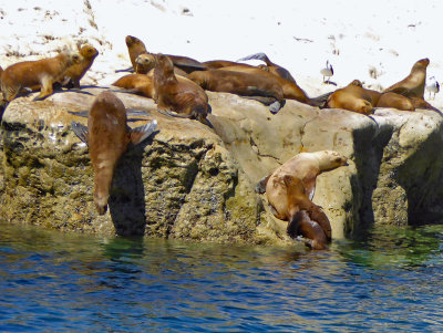 Sea Lion Diving into water at Punta Loma Nature Reserve