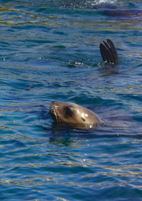 Sea Lion Swimming near Our RIB in Punta Loma Nature Reserve