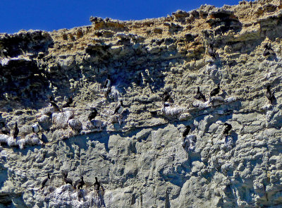 Punta Loma Nature Reserve is inhabited by a Colony of Rock Cormorants
