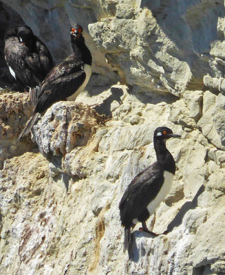 Rock Cormorants are also known as Rock Shags or Magellanic Cormorants