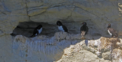 Rock Cormorants nesting on the side of a cliff in Punta Loma Nature Reserve