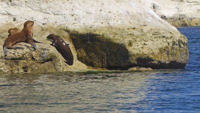 Young Sea Lion struggling uphill in Punta Loma Nature Reserve