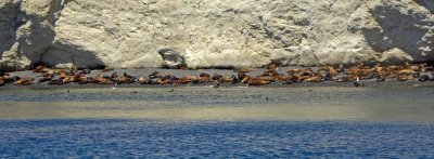 Punta Loma Nature Reserve is home to over 600 Sea Lions