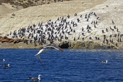 Sea Lions, Kelp Gulls, & King Cormorants in Punta Loma Nature Reserve