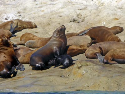Sea Lions in Punta Loma Nature Reserve