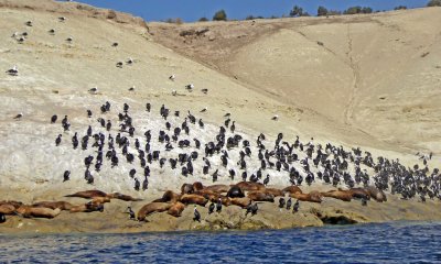 Gulls, Cormorants, & Sea Lions in Punta Loma Nature Reserve