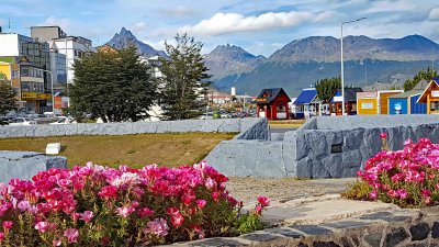 Flowers in Ushuaia, Argentina