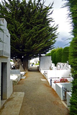 Interesting Tree in Punta Arenas Cemetery