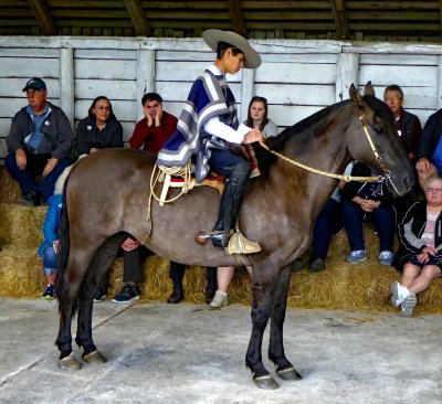 Chilean Horses have been Purebred for 176 years