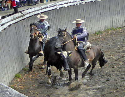 Chilean 'Rodeo' points are awarded based on where the Huasos pen the Cow