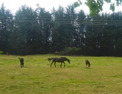 Chilean Horse and Colts