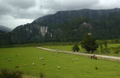 Sheep & Horses in the Aysen Region of Chile