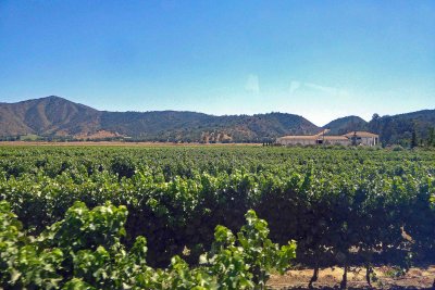 Vineyards of El Cuadro Ranch, Chile