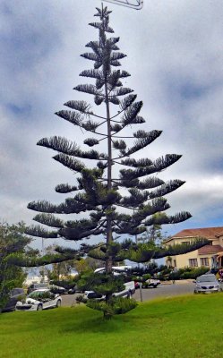 The Norfolk Island Pine is popular in South America