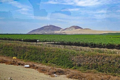 Vineyards south of Pisco, Peru, grow Table Grapes for export