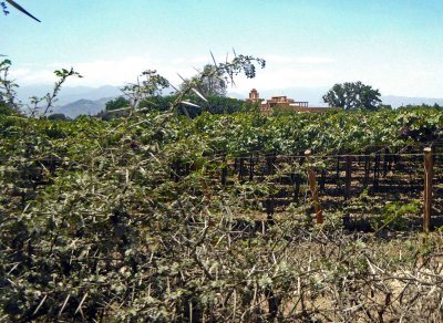 Vineyards of Distillery La Caravado near Ica, Peru