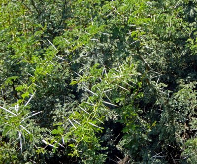 Hedgerows planted to protect Vineyards from Wind and Predators