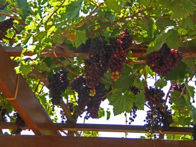 Grape arbor at Hacienda La Caravado