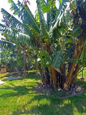 Banana Tree on grounds of La Caravedo Distillery