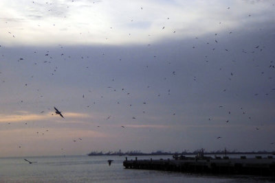 Birds over the Port of Callao, Peru