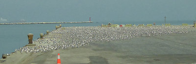 Seagull Convention on the Dock at Callao, Peru