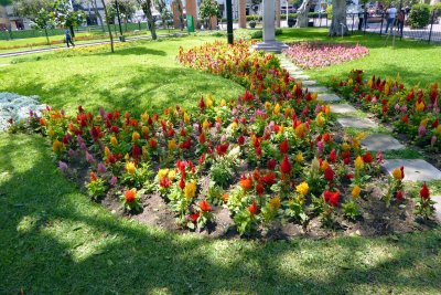 Flowers in Kennedy Park, Lima, Peru