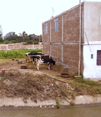 Milk Cows near Trujillo, Peru