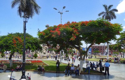 Trees in Plaza Major in Trujillo, Peru