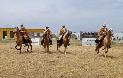 Peruvian Paso Horses are one of the Purest Breeds in the World