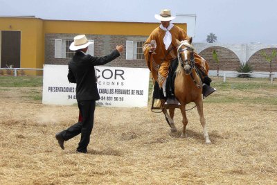 Peruvian Paso Horses are known for their extremely smooth ride