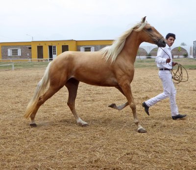 Peruvian Paso Horses are trained Without a Saddle until they are 3 years old