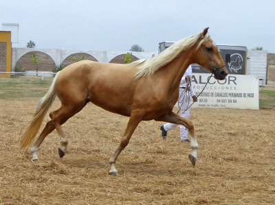 Peruvian Paso Horses are born with a Natural 4-beat Lateral Gait