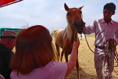 Peruvian Paso Horses are trained to be People-friendly