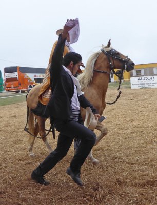 Dancing with Peruvian Paso Horse