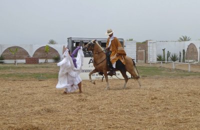 Dancing with Peruvian Paso Horse