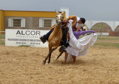 Peruvian Paso Horse Dancing
