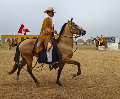 Trujillo is considered the Cradle of typical Peruvian Paso Horse