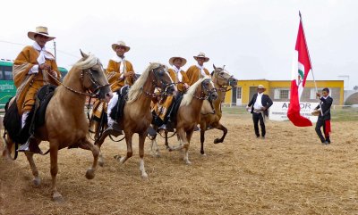 Four Paso Horses from the Show