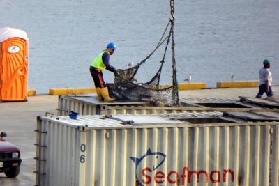 Tuna put into long-haul shipping containers for transport beyond Manta, Ecuador