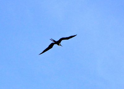 Frigatebird in flight