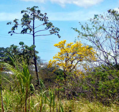 Cortez Amarillo Tree in the Highlands of Costa Rica