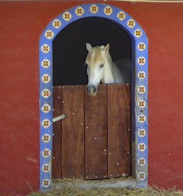 Purebred Spanish Horse at Rancho San Miguel, Costa Rica